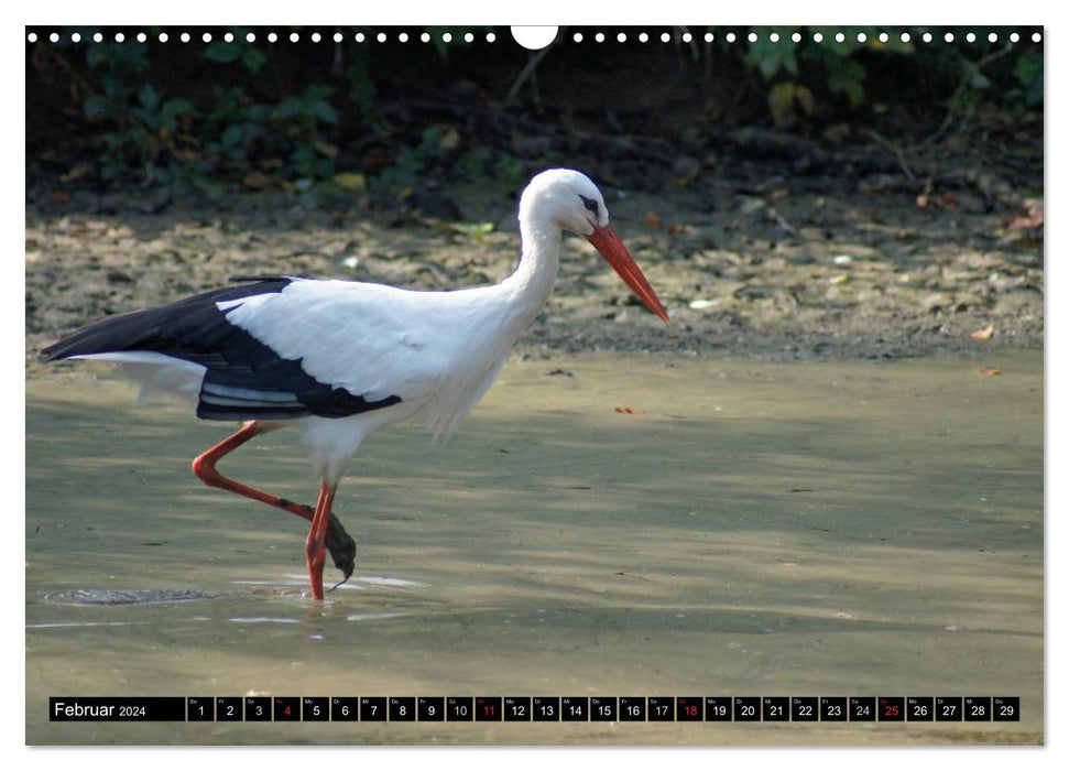 A paradise for storks (CALVENDO wall calendar 2024) 