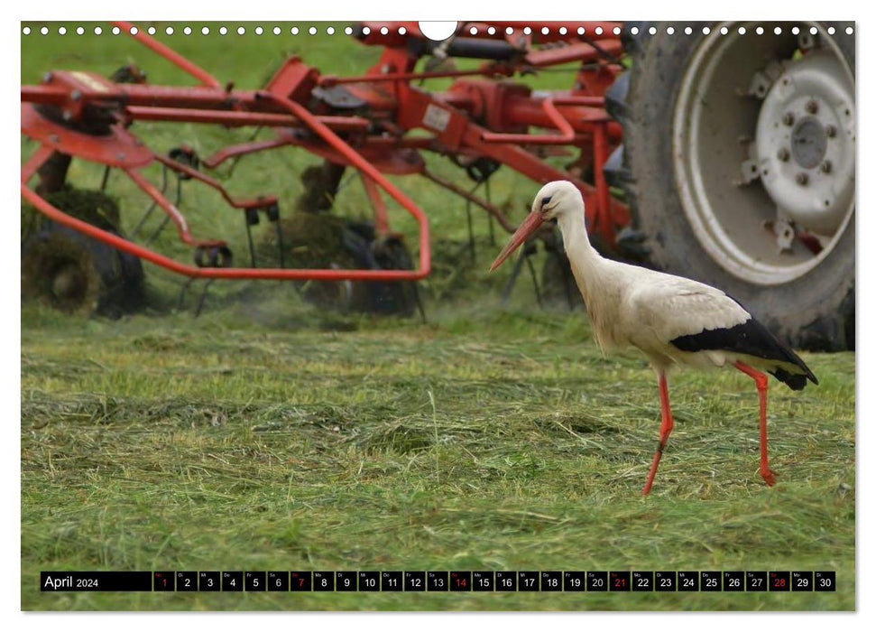 A paradise for storks (CALVENDO wall calendar 2024) 