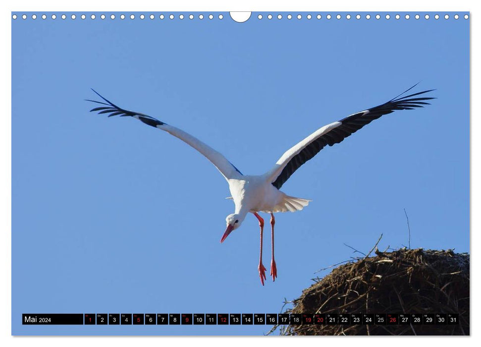 A paradise for storks (CALVENDO wall calendar 2024) 