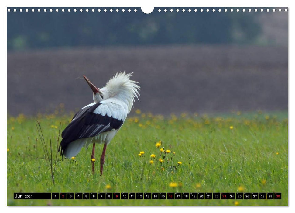 A paradise for storks (CALVENDO wall calendar 2024) 