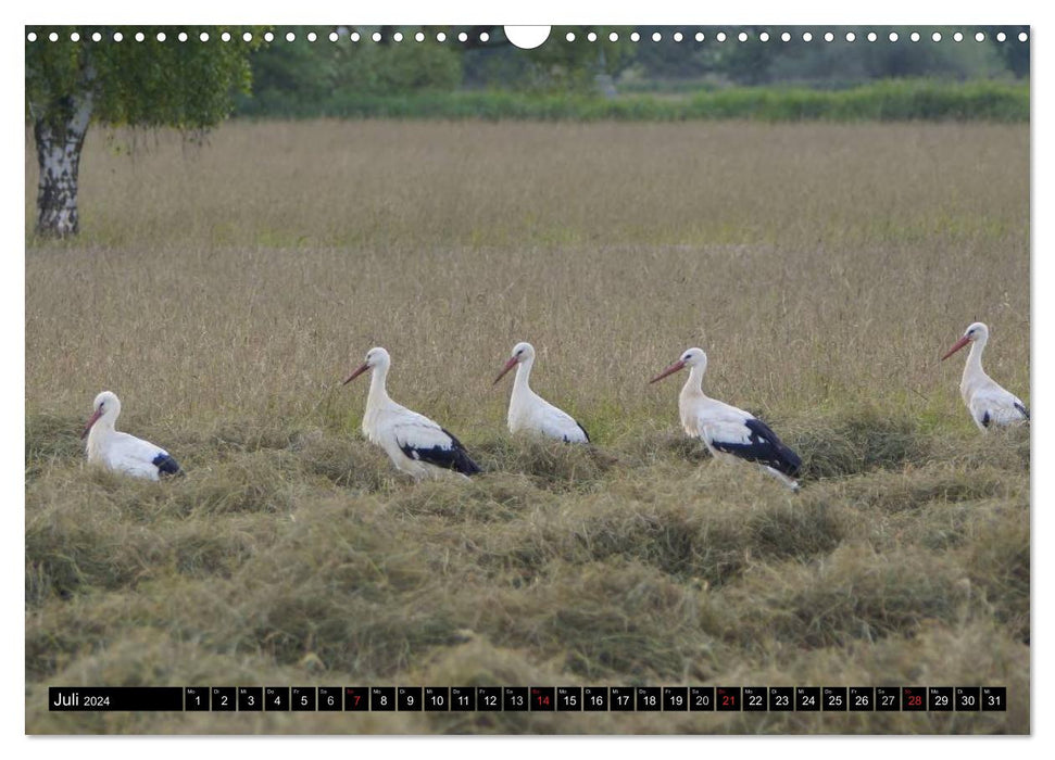 A paradise for storks (CALVENDO wall calendar 2024) 