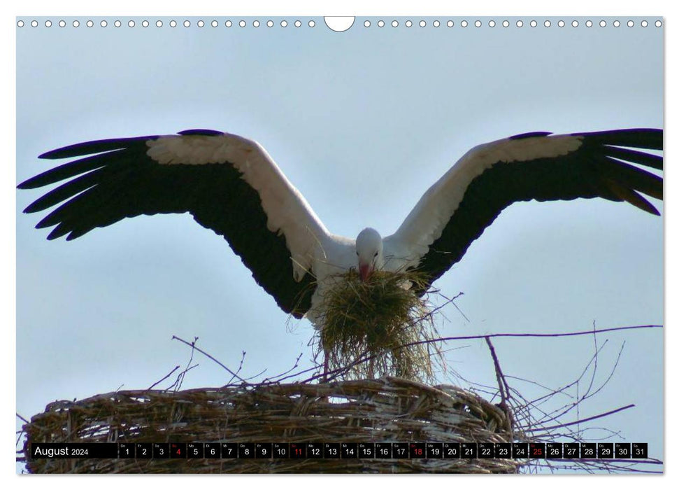 A paradise for storks (CALVENDO wall calendar 2024) 