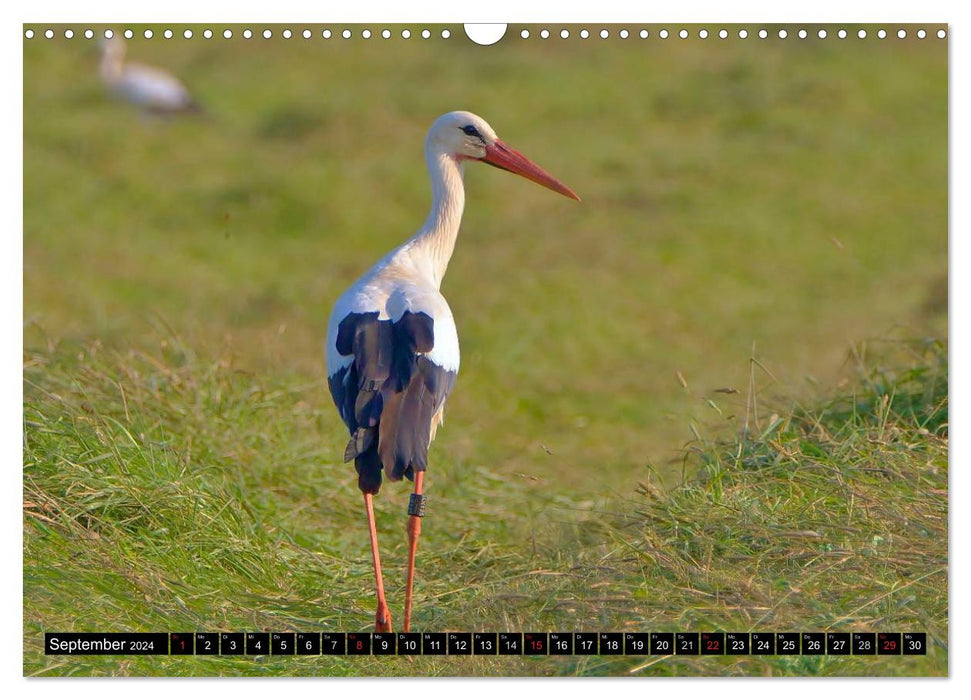 A paradise for storks (CALVENDO wall calendar 2024) 