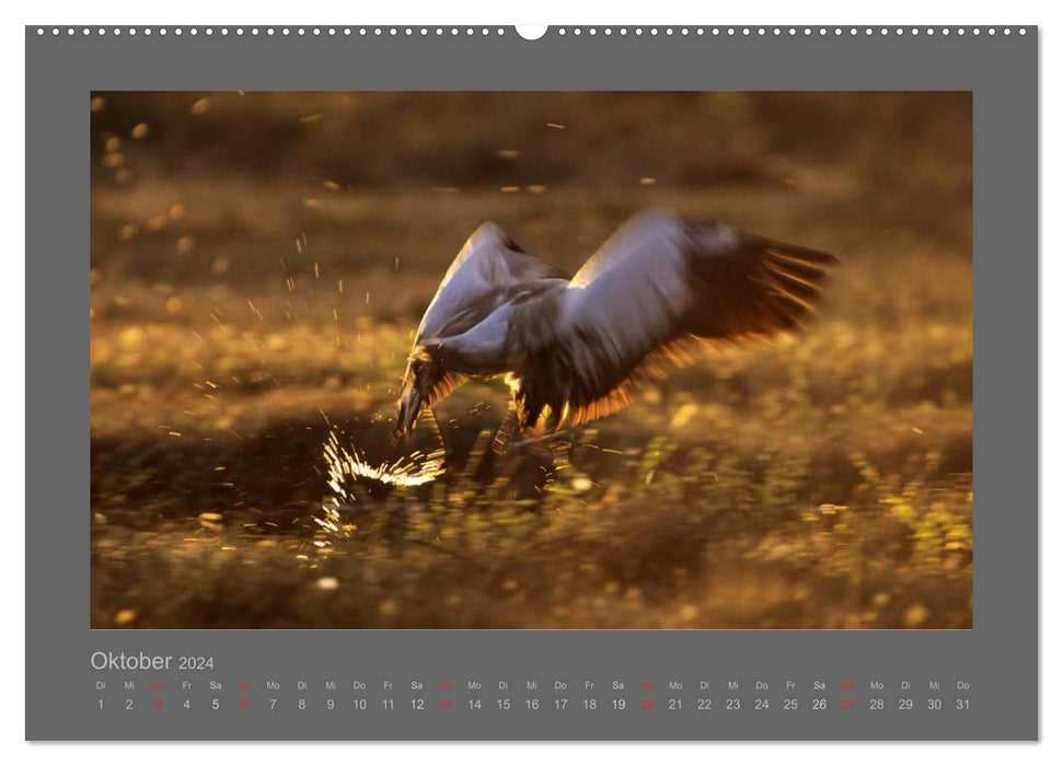 VÖGEL (CALVENDO Wandkalender 2024)