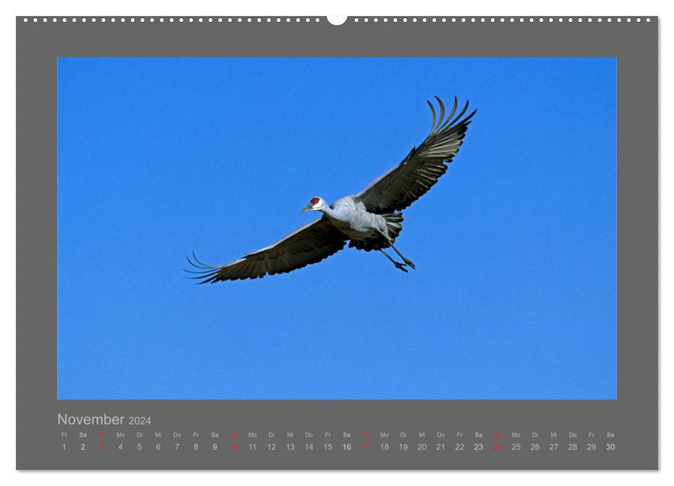 OISEAUX (Calendrier mural CALVENDO 2024) 