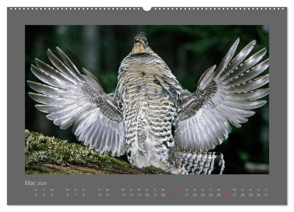 OISEAUX (Calendrier mural CALVENDO 2024) 