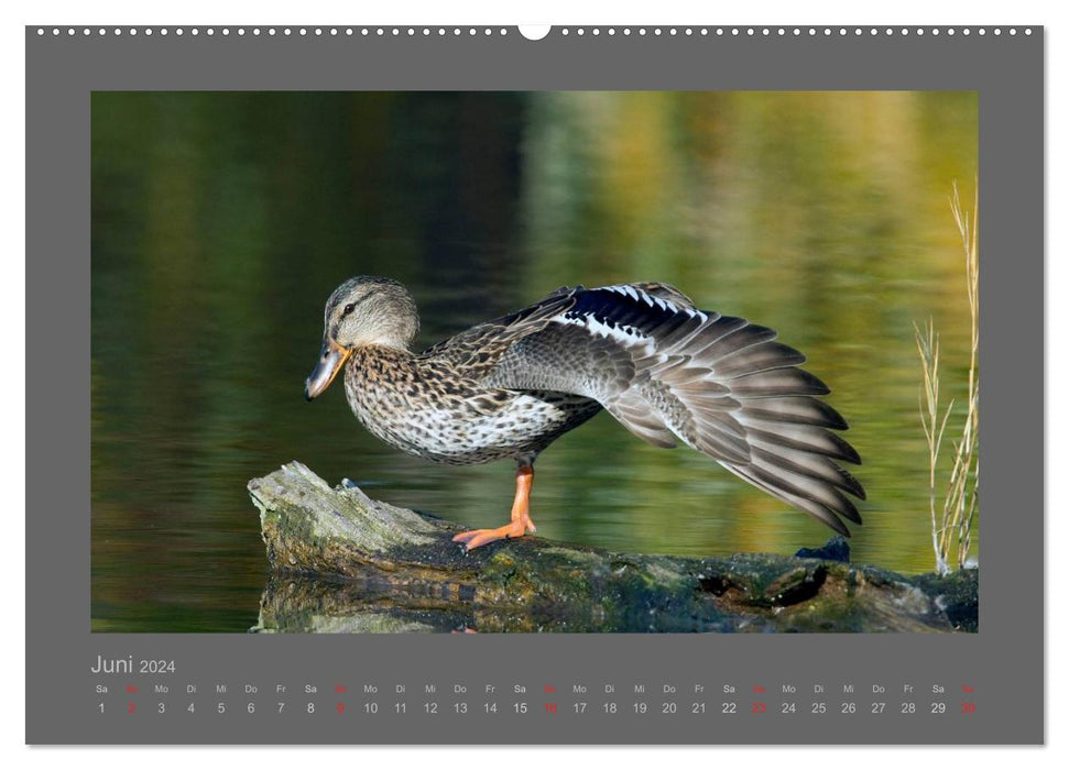 BIRDS (CALVENDO wall calendar 2024) 