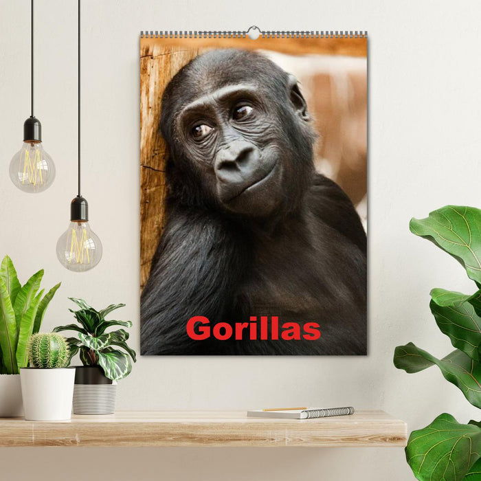 Gorillas (CALVENDO Wandkalender 2024)