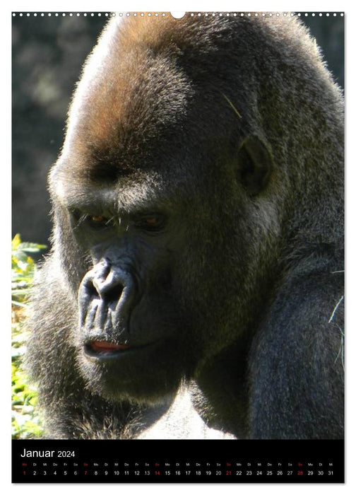 Gorillas (CALVENDO Wandkalender 2024)