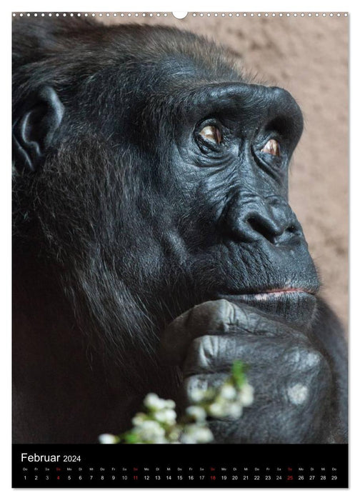 Gorillas (CALVENDO wall calendar 2024) 