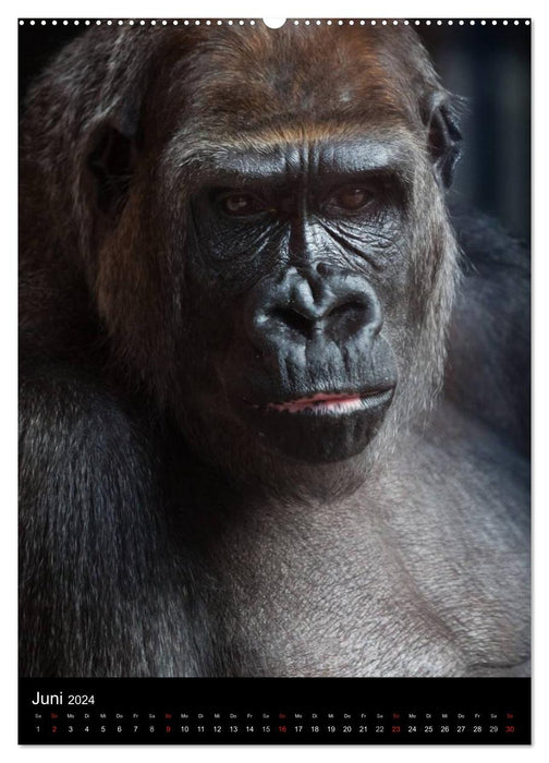 Gorillas (CALVENDO wall calendar 2024) 