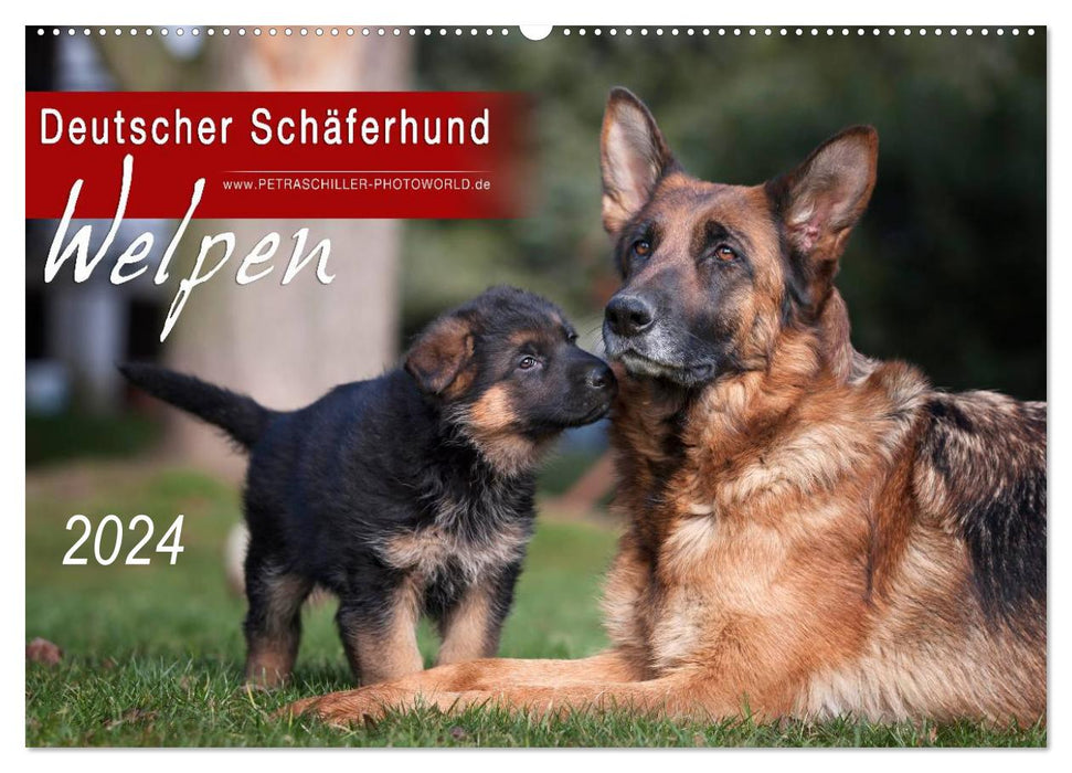 Deutscher Schäferhund - Welpen / CH-Version (CALVENDO Wandkalender 2024)