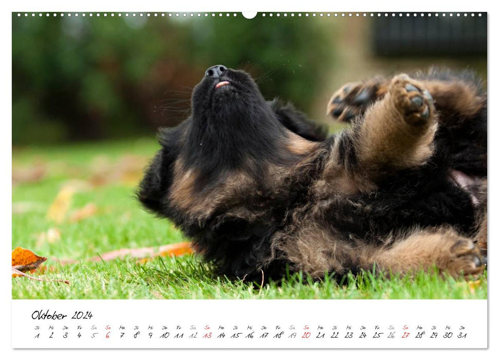 German Shepherd - Puppies / CH version (CALVENDO wall calendar 2024) 