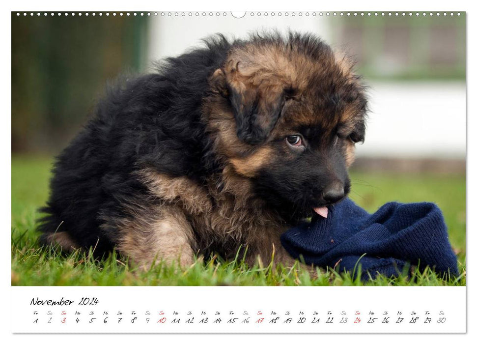 German Shepherd - Puppies / CH version (CALVENDO wall calendar 2024) 