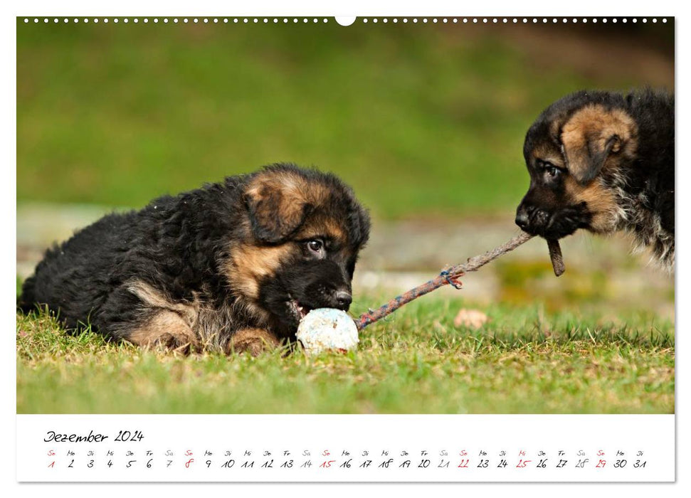 Deutscher Schäferhund - Welpen / CH-Version (CALVENDO Wandkalender 2024)