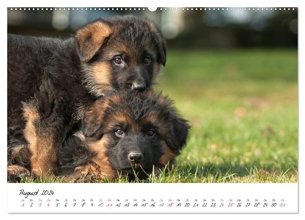 Deutscher Schäferhund - Welpen / CH-Version (CALVENDO Wandkalender 2024)