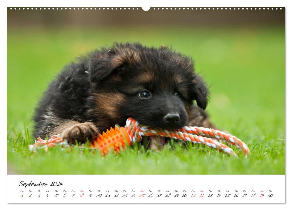 Deutscher Schäferhund - Welpen / CH-Version (CALVENDO Wandkalender 2024)