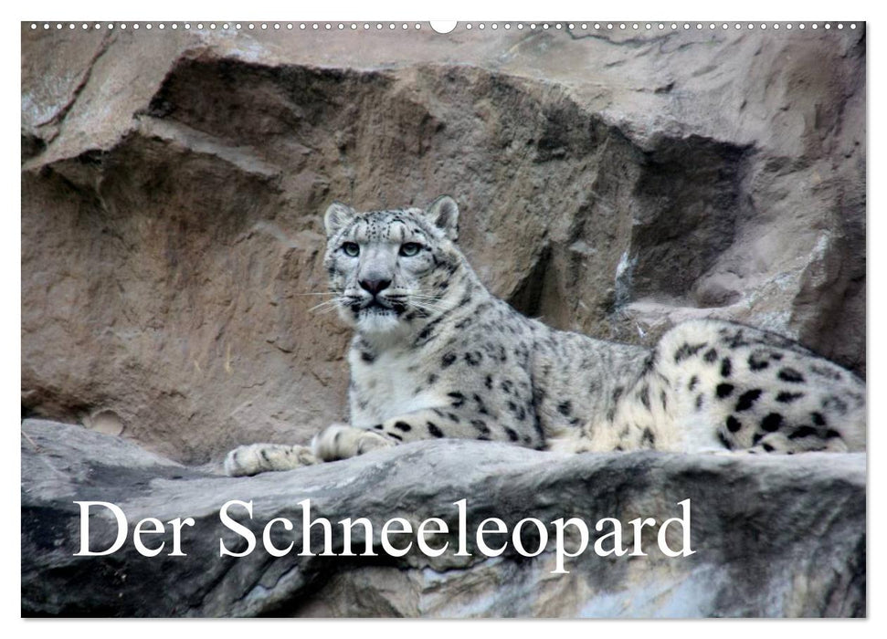 Le léopard des neiges (Calendrier mural CALVENDO 2024) 