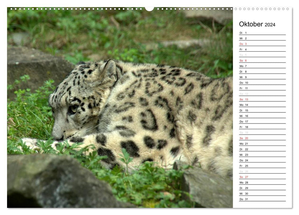 The snow leopard (CALVENDO wall calendar 2024) 