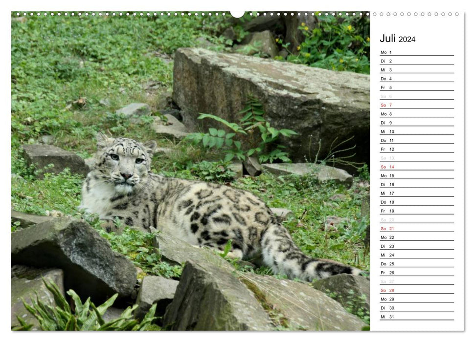 The snow leopard (CALVENDO wall calendar 2024) 