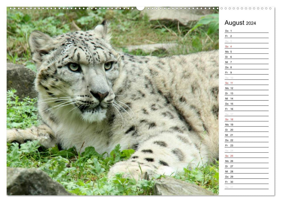 The snow leopard (CALVENDO wall calendar 2024) 