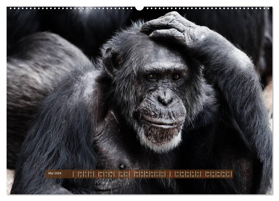 Monkeys - individuals with character and soul (CALVENDO wall calendar 2024) 