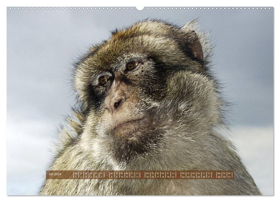 Monkeys - individuals with character and soul (CALVENDO wall calendar 2024) 