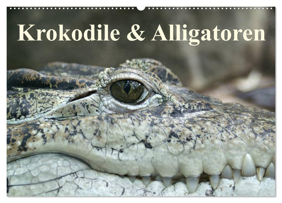 Crocodiles &amp; Alligators (CALVENDO wall calendar 2024) 