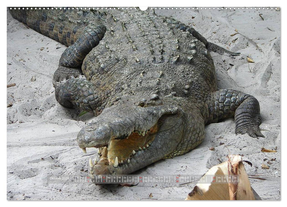 Crocodiles &amp; Alligators (CALVENDO wall calendar 2024) 