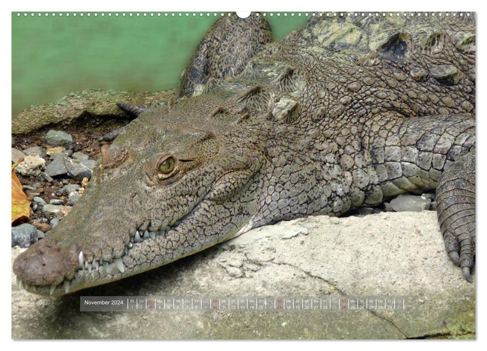 Crocodiles &amp; Alligators (CALVENDO wall calendar 2024) 