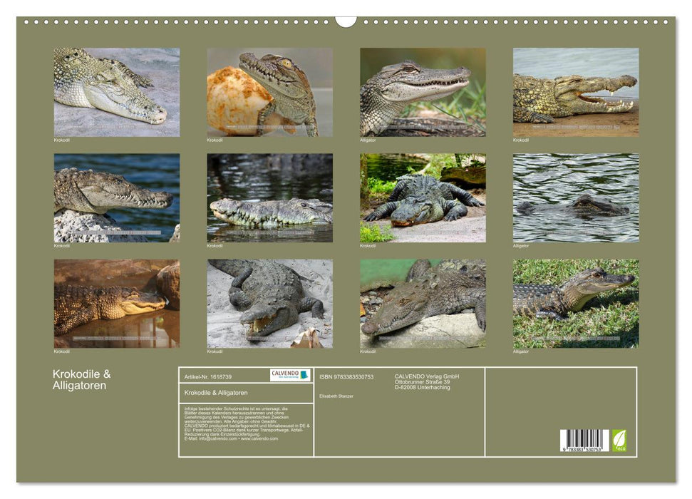 Crocodiles &amp; Alligators (CALVENDO wall calendar 2024) 