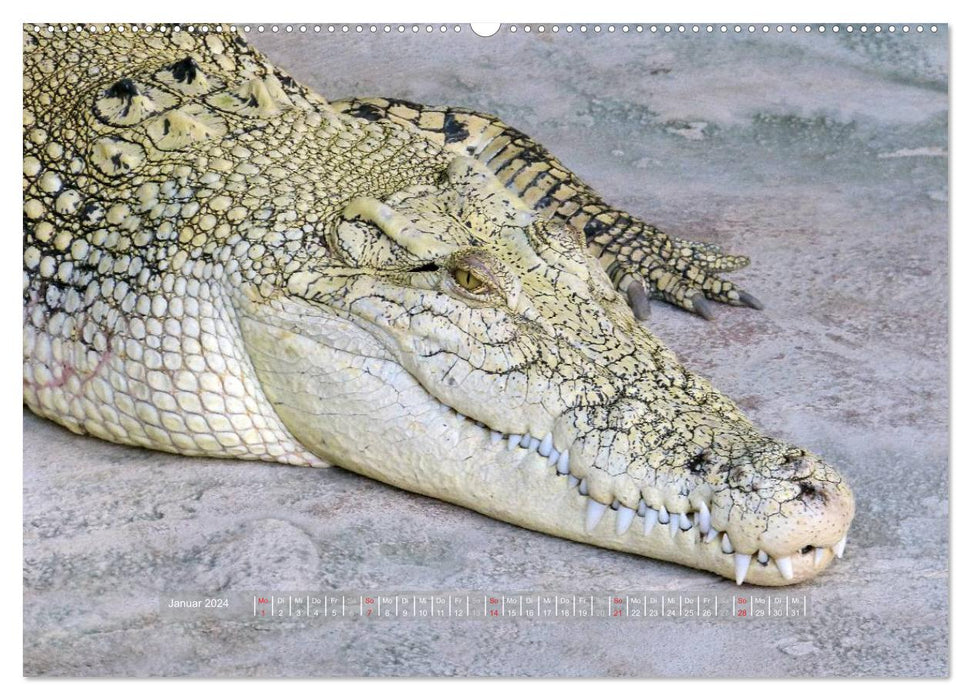 Crocodiles &amp; Alligators (CALVENDO wall calendar 2024) 