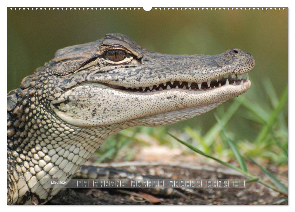 Crocodiles &amp; Alligators (CALVENDO wall calendar 2024) 