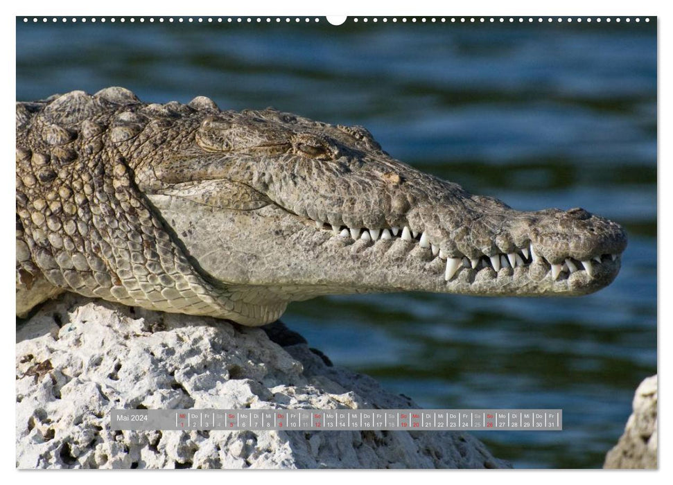 Crocodiles &amp; Alligators (CALVENDO wall calendar 2024) 