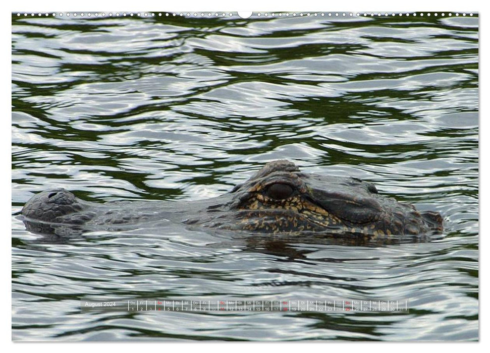 Crocodiles &amp; Alligators (CALVENDO wall calendar 2024) 