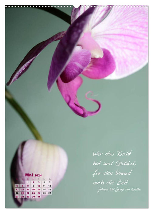Blumen & Zitate (CALVENDO Wandkalender 2024)