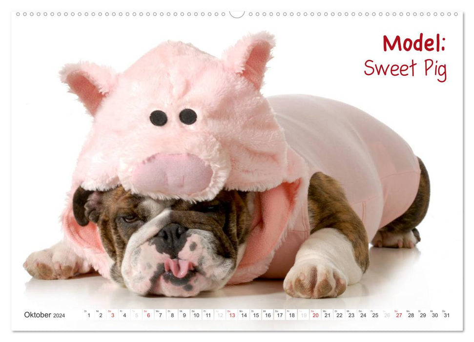 English Bulldog XXL Models (CALVENDO Premium Wandkalender 2024)