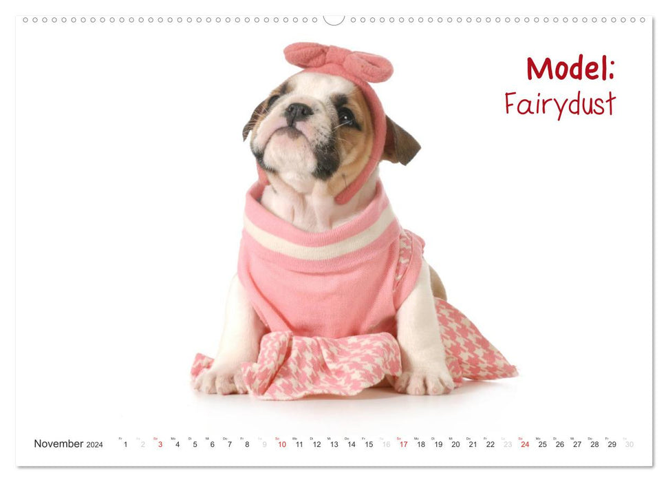 English Bulldog XXL Models (CALVENDO Premium Wandkalender 2024)