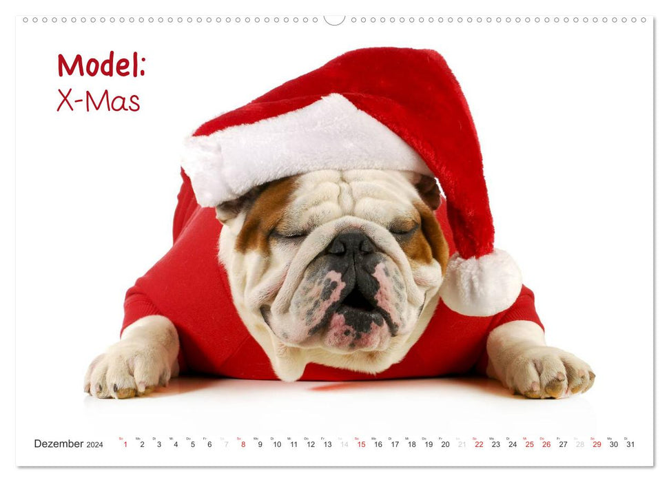 English Bulldog XXL Models (CALVENDO Premium Wandkalender 2024)