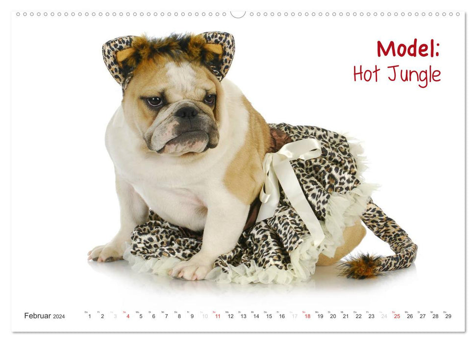 English Bulldog XXL Models (CALVENDO Premium Wall Calendar 2024) 