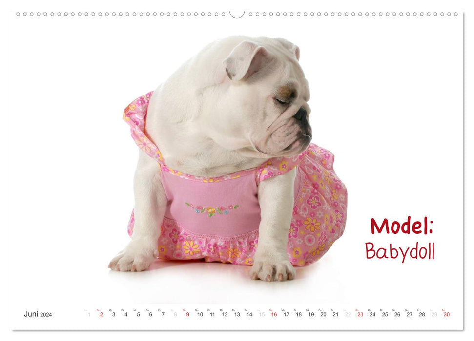 English Bulldog XXL Models (CALVENDO Premium Wandkalender 2024)