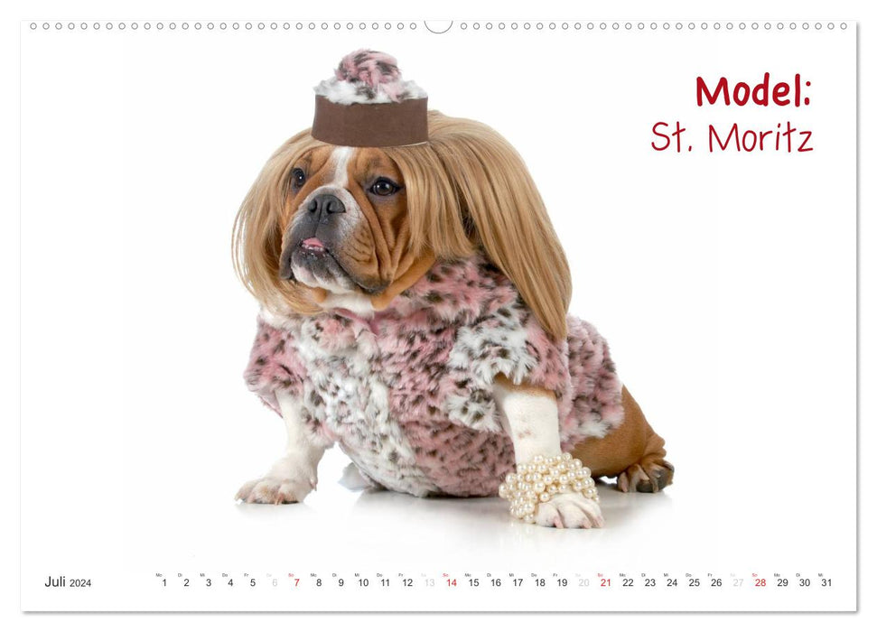 English Bulldog XXL Models (CALVENDO Premium Wandkalender 2024)