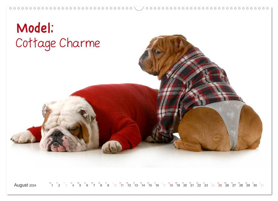 English Bulldog XXL Models (CALVENDO Premium Wall Calendar 2024) 