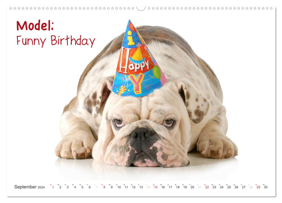 English Bulldog XXL Models (CALVENDO Premium Wandkalender 2024)