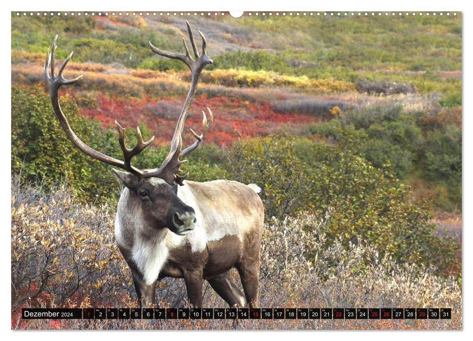 Alaska - Wide Country (CALVENDO Wall Calendar 2024) 