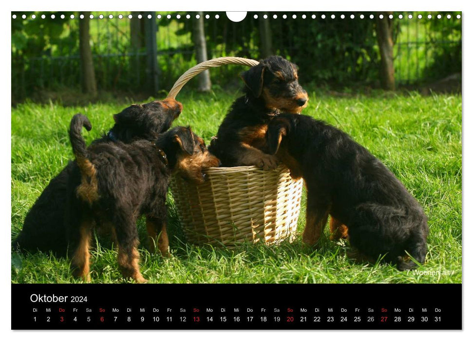 Airedale Terrier Welpen (CALVENDO Wandkalender 2024)