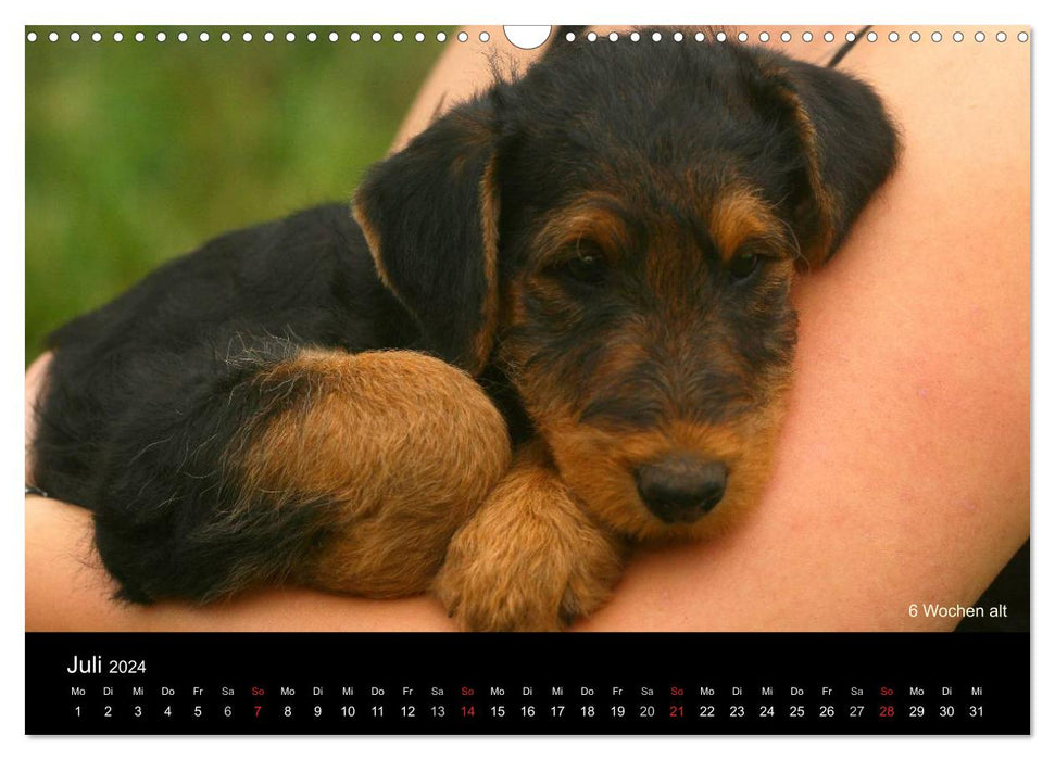 Airedale Terrier Welpen (CALVENDO Wandkalender 2024)