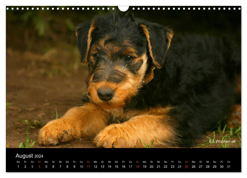 Airedale Terrier Welpen (CALVENDO Wandkalender 2024)