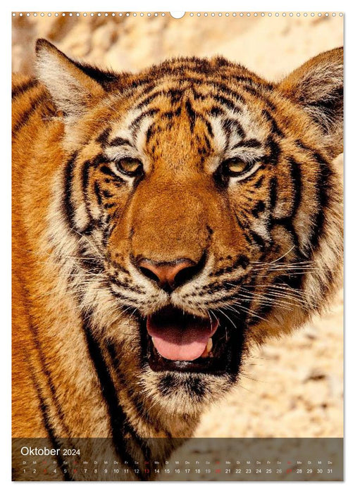 Big cats. Big cat faces (CALVENDO wall calendar 2024) 