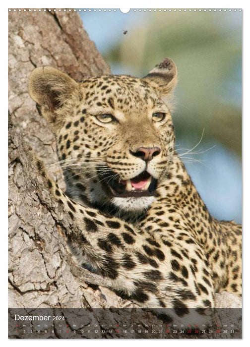 Big cats. Big cat faces (CALVENDO wall calendar 2024) 